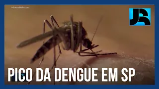 Cidade de São Paulo enfrenta pico da dengue com todos os bairros em epidemia