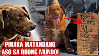 ANG PAGPANAW NG PINAKAMATANDANG ASO NA IKINALUNGKOT NG BUONG MUNDO | ANG MAHIMALANG BUHAY NI BOBI