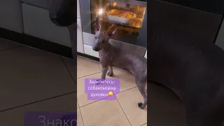 Собакомойка духовки #xolo #ксоло #ксолоитцкуинтли #xoloitzcuintle