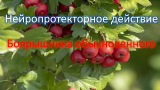 Нейропротекторное действие боярышника обыкновенного