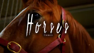 Horse Cinematic Promo Video - Rob Hickmott Racing