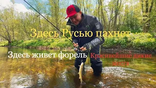 Рыбалка на лесной реке/Ловля дикой форели