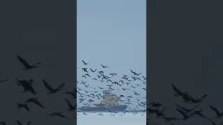 В Магадан прилетели гуси 🪿