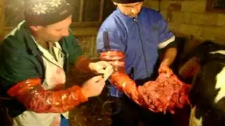 Veterinarian Performs Cow Surgery - Cesarean Section