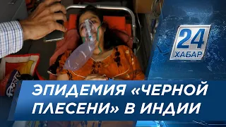 «Черная плесень»: в зоне риска люди с пониженным иммунитетом и диабетом