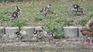 Egyptian goose chicks 3 week old / Nilgans Küken 3 wochen alt 11.05.2020