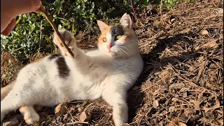 Sweet cats I met while walking on the island.