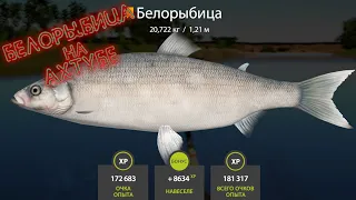 Русская рыбалка 4! Russian Fishing 4! Река Ахтуба - Белорыбица и живец для нее!