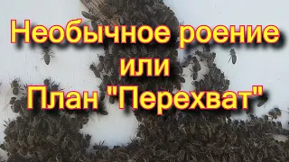 Никогда не видел такого роения!