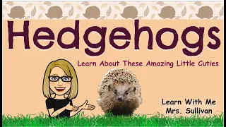 Hedgehogs: Learn  about these amazing cuties.