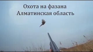 Охота на фазана (Алматинская область) 4-5.12.2021