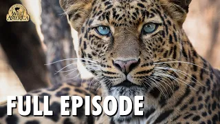 Wild America (1983) | S7 E7 'Wild Cats' | Full Episode | FANGS