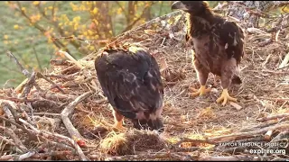 Decorah North Nest 6 am Pellet Casting (gag reflex alert)