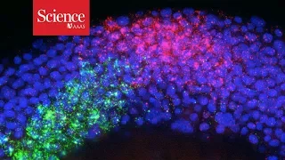 How one cell gives rise to an entire body