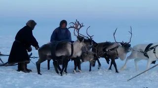 Гонки на оленьих упряжках...