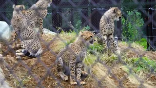 ズラヤお母さんと６頭の子ども達　チーター　千葉市動物公園　2021.11.1