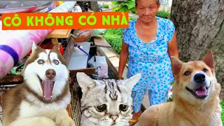 Người Phụ Nữ Dành Cả Cuộc Đời Để Cưu Mang Chó Mèo  | CHÓ MÈO MỒ CÔI ( Sắc Trần official ) - 4k