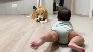 [K-dog life] This is how a retriever and a baby start forming a friendship