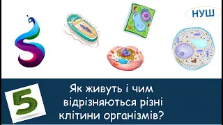 Як живуть і чим відрізняються різні клітини організмів?