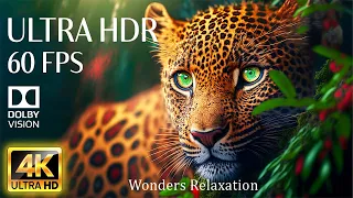 4K HDR 60fps Dolby Vision with Animal Sounds & Relaxing Music (Colorful Dynamic)