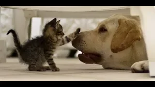 Enemy or friend? Funny cats and dogs - a selection of jokes!