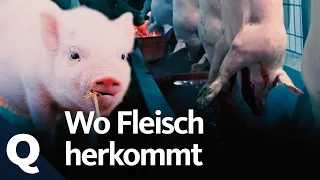 Fleisch! Warum wir Tiere lieben und trotzdem essen (Ganze Folge) | Quarks