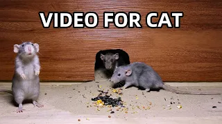 Cat TV🐱Mice in The Jerry Mouse Hole 🐶Video for Cats to Watch🐕‍🦺