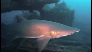 Scuba Diving Caribsea Wreck, NC. Sand Tiger Sharks (Part 2)
