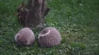 Incredible hedgehog fight!!