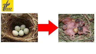 Finches Egg Hatching and Growth Day to Day Episode 1