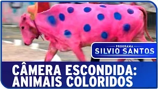 Câmera Escondida: Animais Coloridos