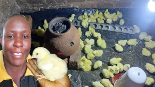 Brooding 100 broiler chicks //African village life// SIMPLY PEACE  #how #chicks