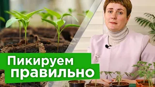 ЧАСТАЯ ОШИБКА ПРИ ПИКИРОВКЕ томатов, перцев и баклажанов из-за которых значительно уменьшится урожай