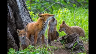 2 июня / Лиса говорит правду