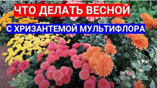 ХРИЗАНТЕМА МУЛЬТИФЛОРА УХОД ВЕСНОЙ. КАК УДАЛОСЬ СОХРАНИТЬ ЗИМОЙ МАТОЧНИКИ - ЧЕРЕНКОВАНИЕ ХРИЗАНТЕМЫ