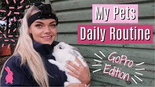 My Pets Daily Routine | GoPro Edition | Pet Wednesday | Lilpetchannel