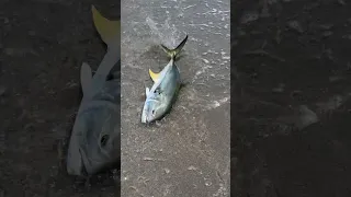 BIG Jack Crevalle On The Beach! #surfcasting #jackcrevalle #shorts