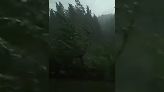 Alberi che cadono come birilli a causa del vento a Campolongo