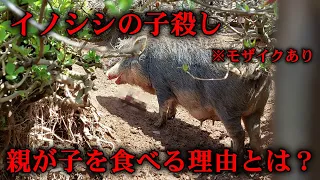 【共食い】イノシシの子殺しの瞬間・親が子を殺す理由を解説　Cannibalism of wild boar [mosaic]