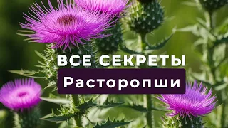 Все секреты расторопши. Польза. Противопоказания. Способы применения.