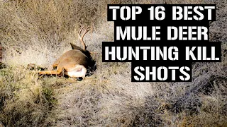 TOP 16 BEST MULE DEER HUNTING KILL SHOTS