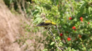 Eurasian Golden Oriole