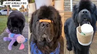 Most Cutest! Newfoundland Dogs Compilation!