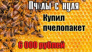 Пчёлы с нуля. Покупаю пчелопакет