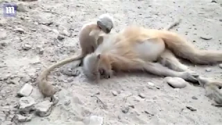 [Wake up mummy]  Heart breaking moment: baby monkey tries in vain to stir its dead parent