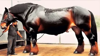 10 Most Expensive and Greatest Horse Breeds Ever