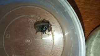 Scorpion vs Pygmy Stag Beetle