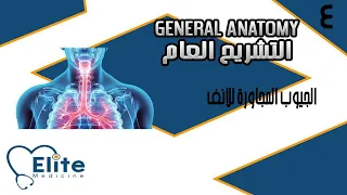 التشريح العام || الفصل الرابع- الجيوب المجاورة للانف paranasal sinuses