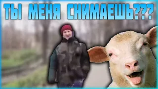 Прикол.Я думала сова