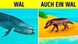 Wie Wale die größten Tiere aller Zeiten geworden sind